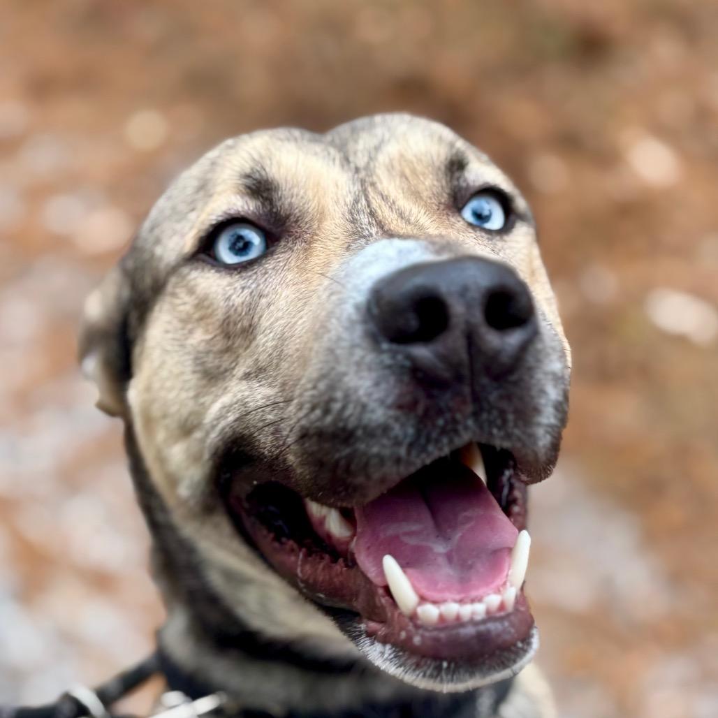Wally, Adoptable, Adult Male Husky & German Shepherd Dog.