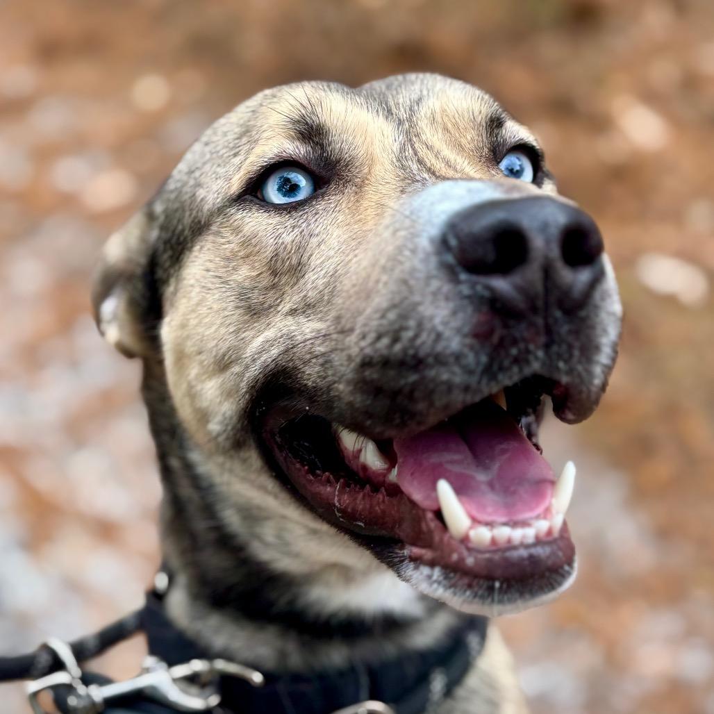 Enlarge Wally, a Adoptable mixed breed in Newark, NJ image 2/2