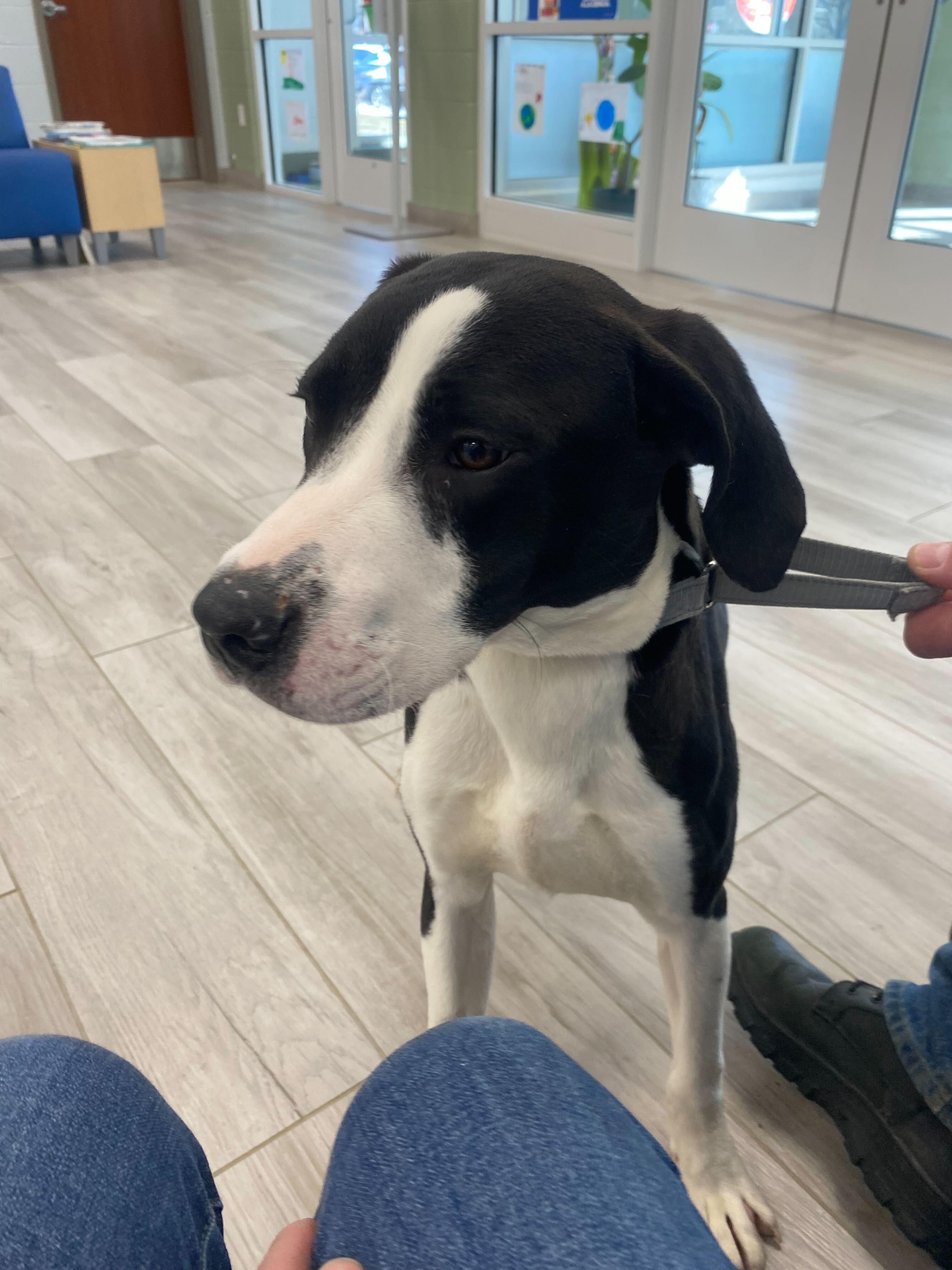 Enlarge Eamon , a ADOPTABLE mixed breed in Maidens, VA image 2/3