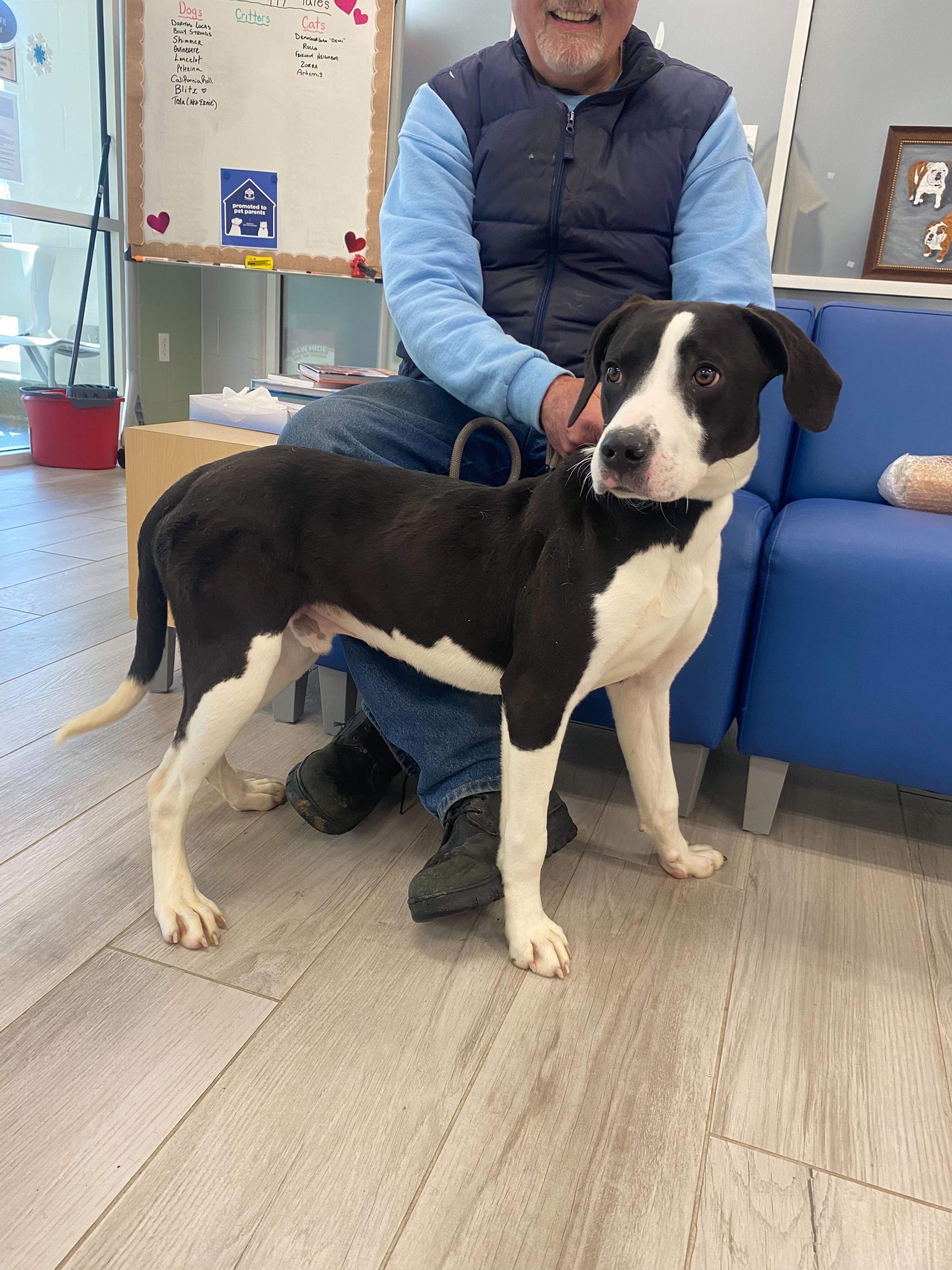 Eamon , ADOPTABLE, Young Male American Bully.