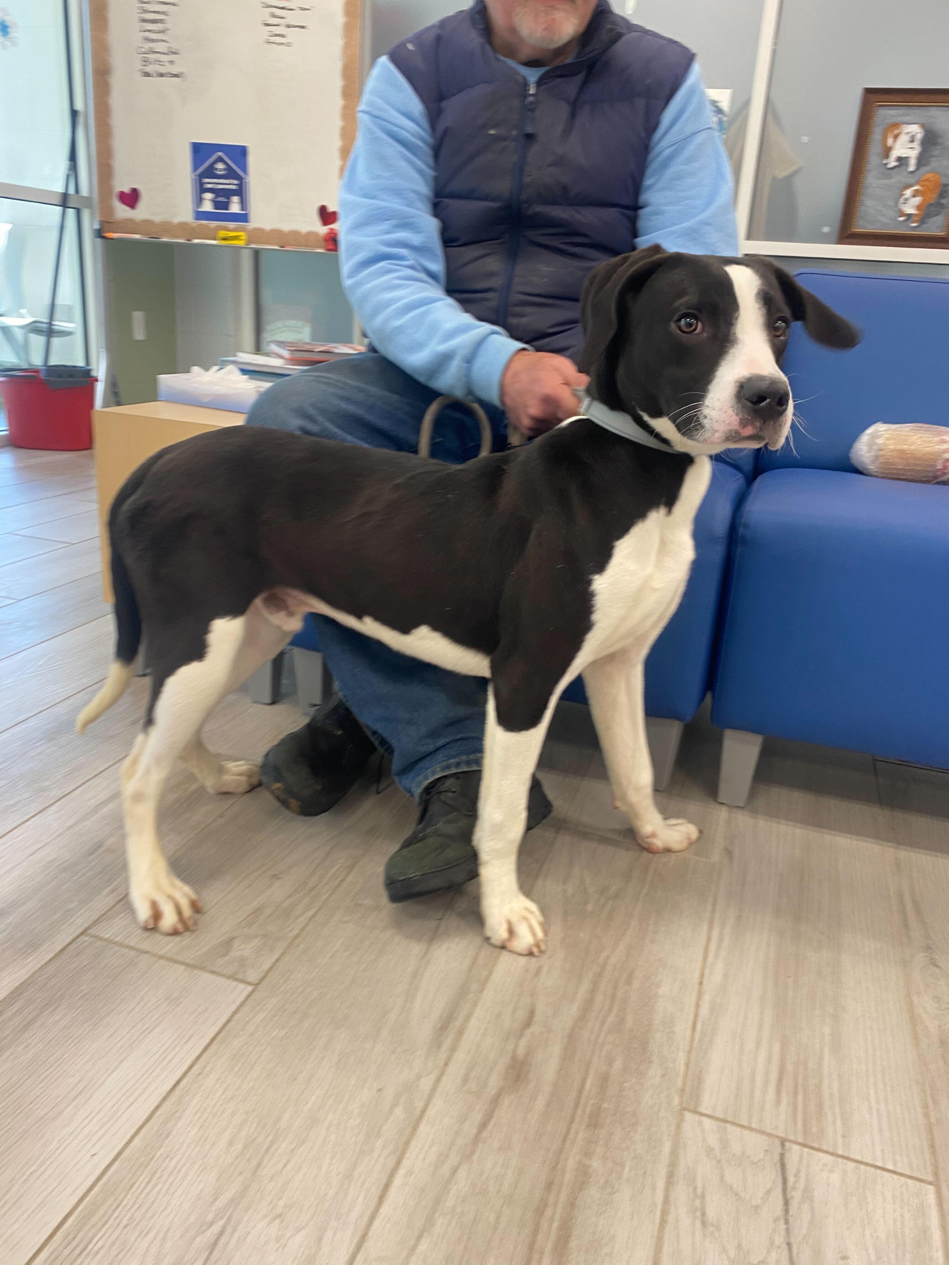 Enlarge Eamon , a ADOPTABLE mixed breed in Maidens, VA image 3/3