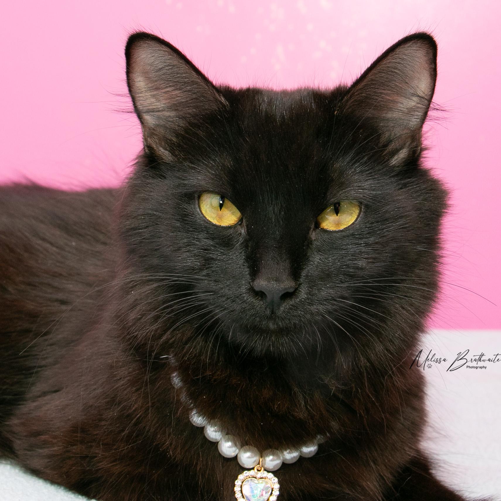 Morticia, a Adoptable Domestic Medium Hair in Calgary, AB image 2/6