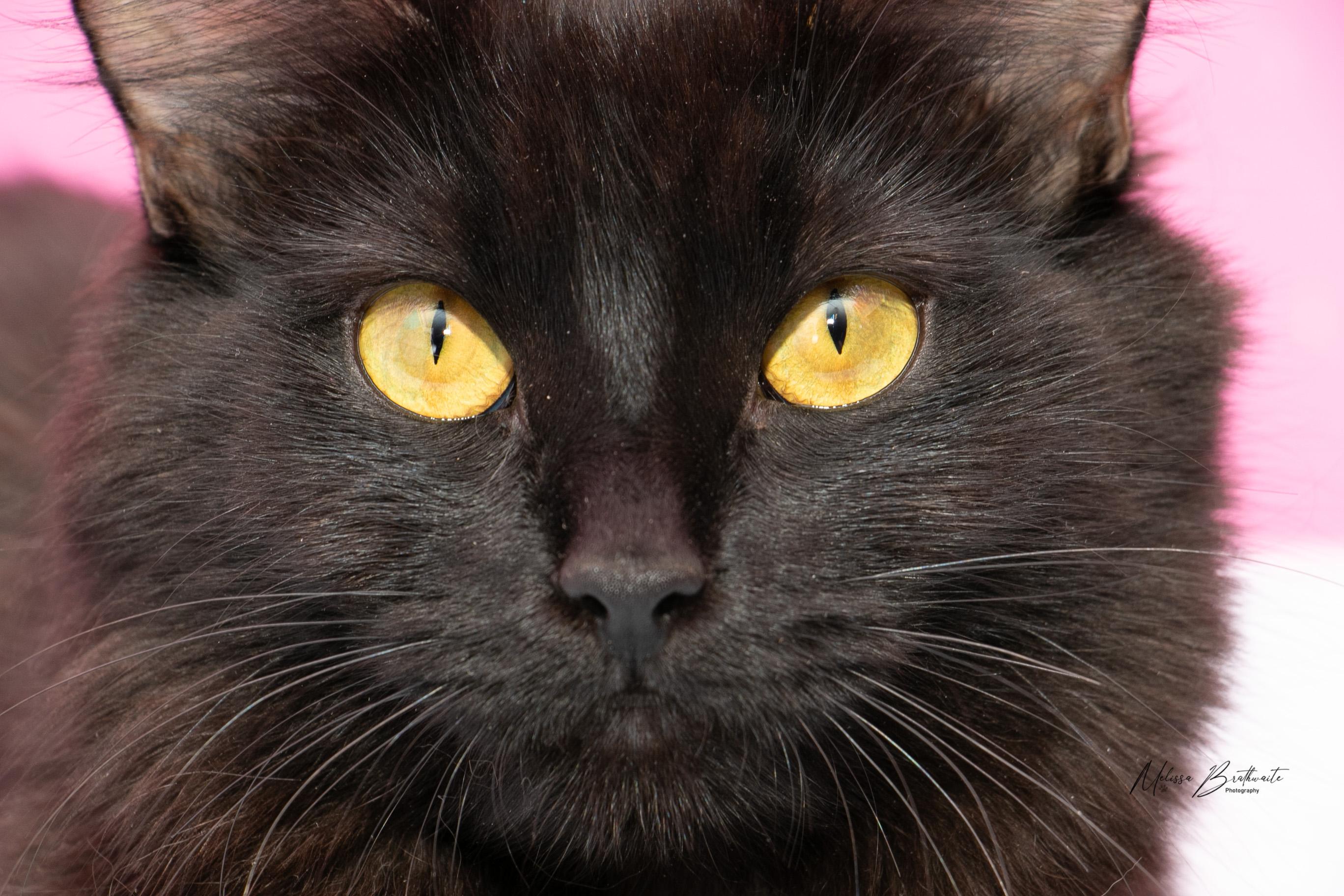Morticia, a Adoptable Domestic Medium Hair in Calgary, AB image 5/6