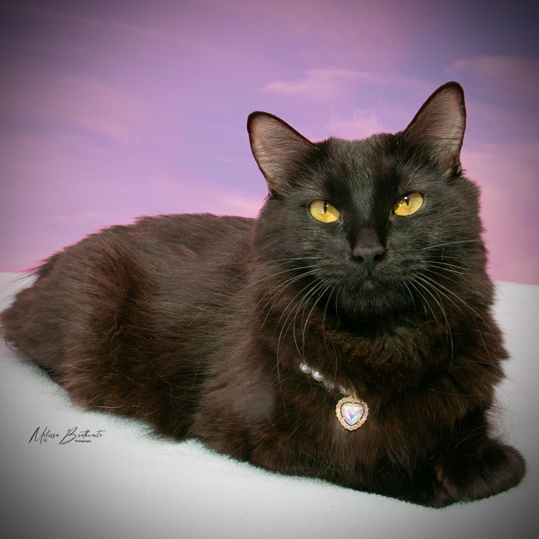Morticia, a Adoptable Domestic Medium Hair in Calgary, AB image 4/6