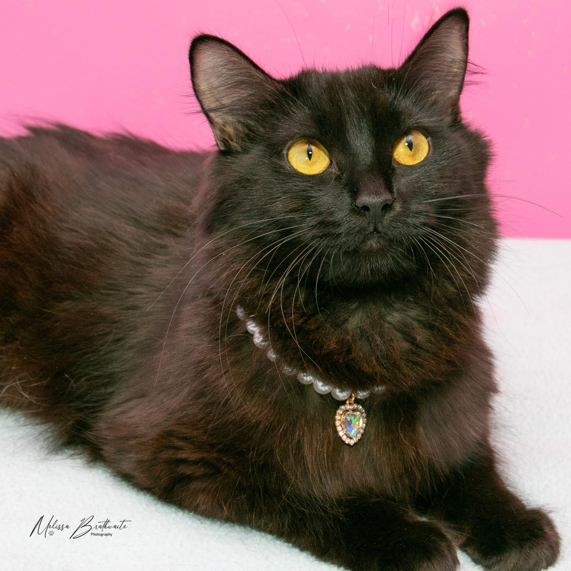 Morticia, Adoptable, Adult Female Domestic Medium Hair.