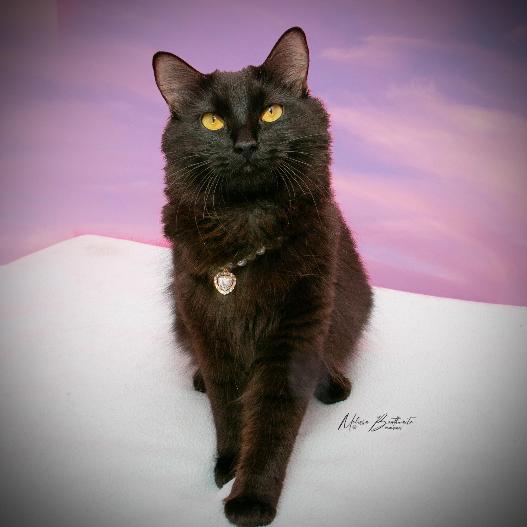 Morticia, a Adoptable Domestic Medium Hair in Calgary, AB image 6/6