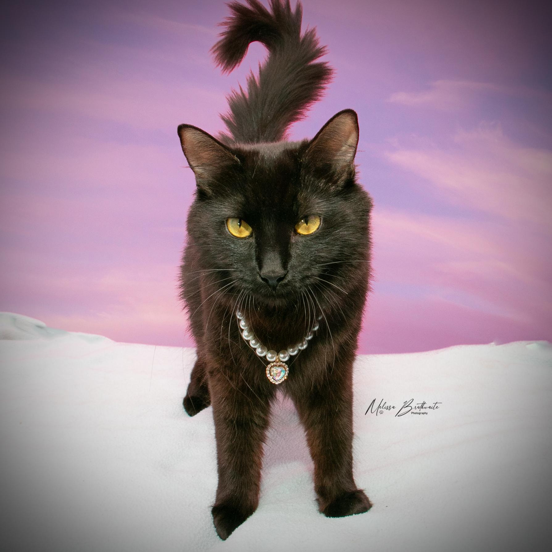 Morticia, a Adoptable Domestic Medium Hair in Calgary, AB image 3/6