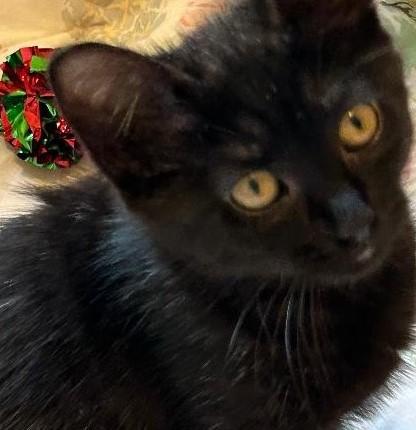 Laverne, Adopted, Kitten Female Domestic Short Hair.