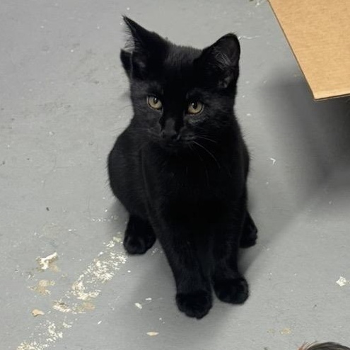 Enlarge E Crew, a Adoptable Domestic Short Hair in Butler , PA image 2/4