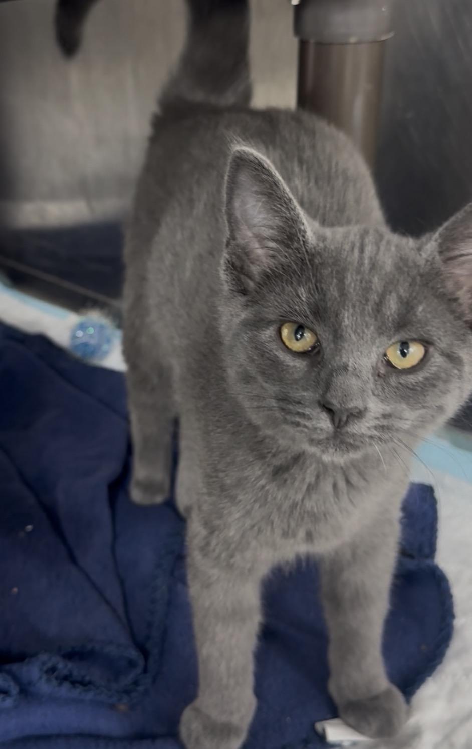 Enlarge E Crew, a Adoptable Domestic Short Hair in Butler , PA image 4/4