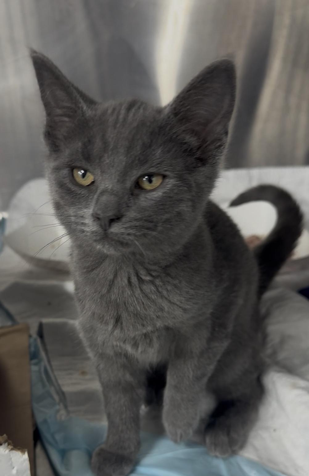 Enlarge E Crew, a Adoptable Domestic Short Hair in Butler , PA image 3/4