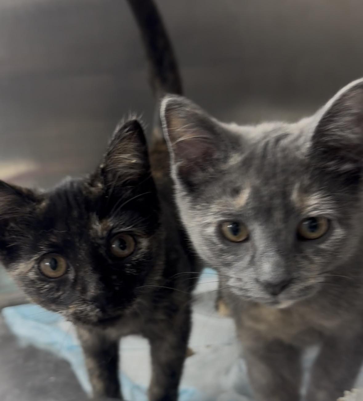 E Crew, Adoptable, Young Female Domestic Short Hair.