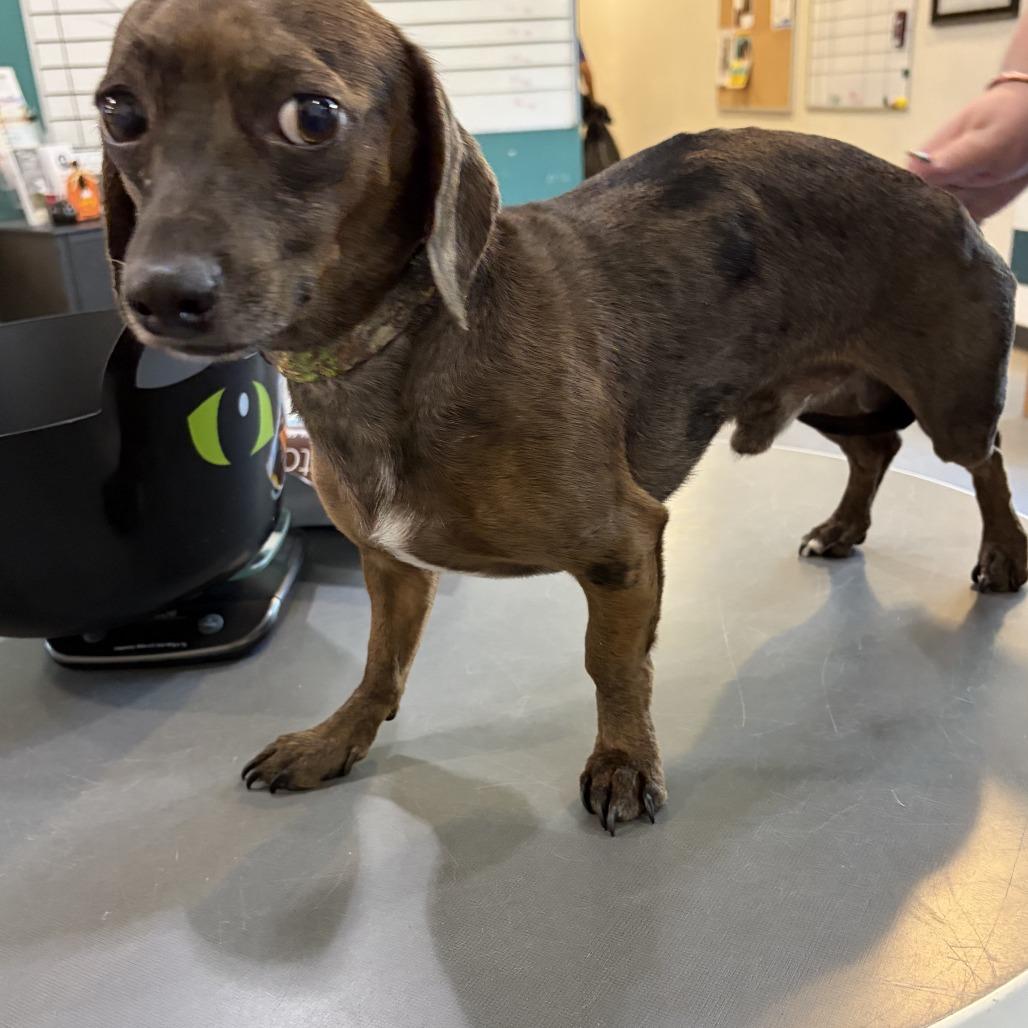 Enlarge Remington, a Adoptable mixed breed in Potomac, MD image 1/3