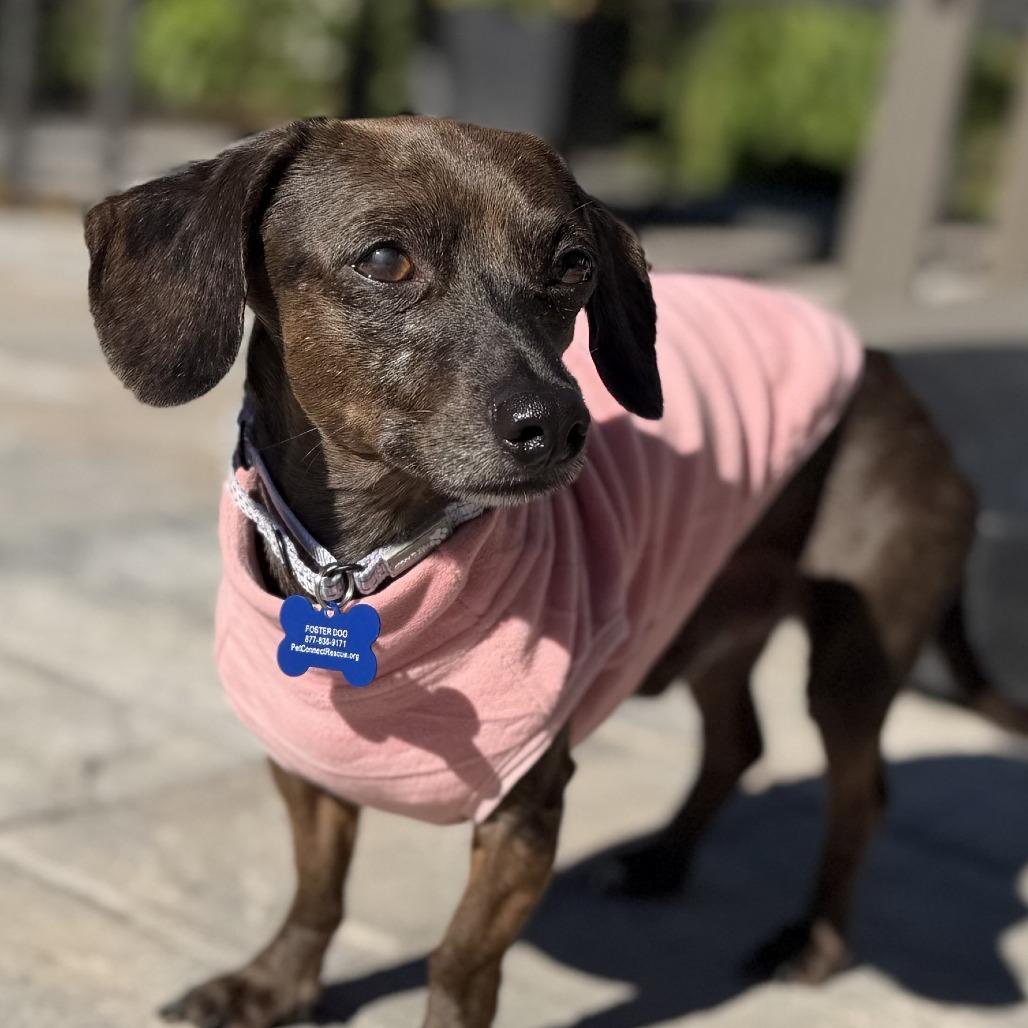 Enlarge Remington, a Adoptable mixed breed in Potomac, MD image 3/3
