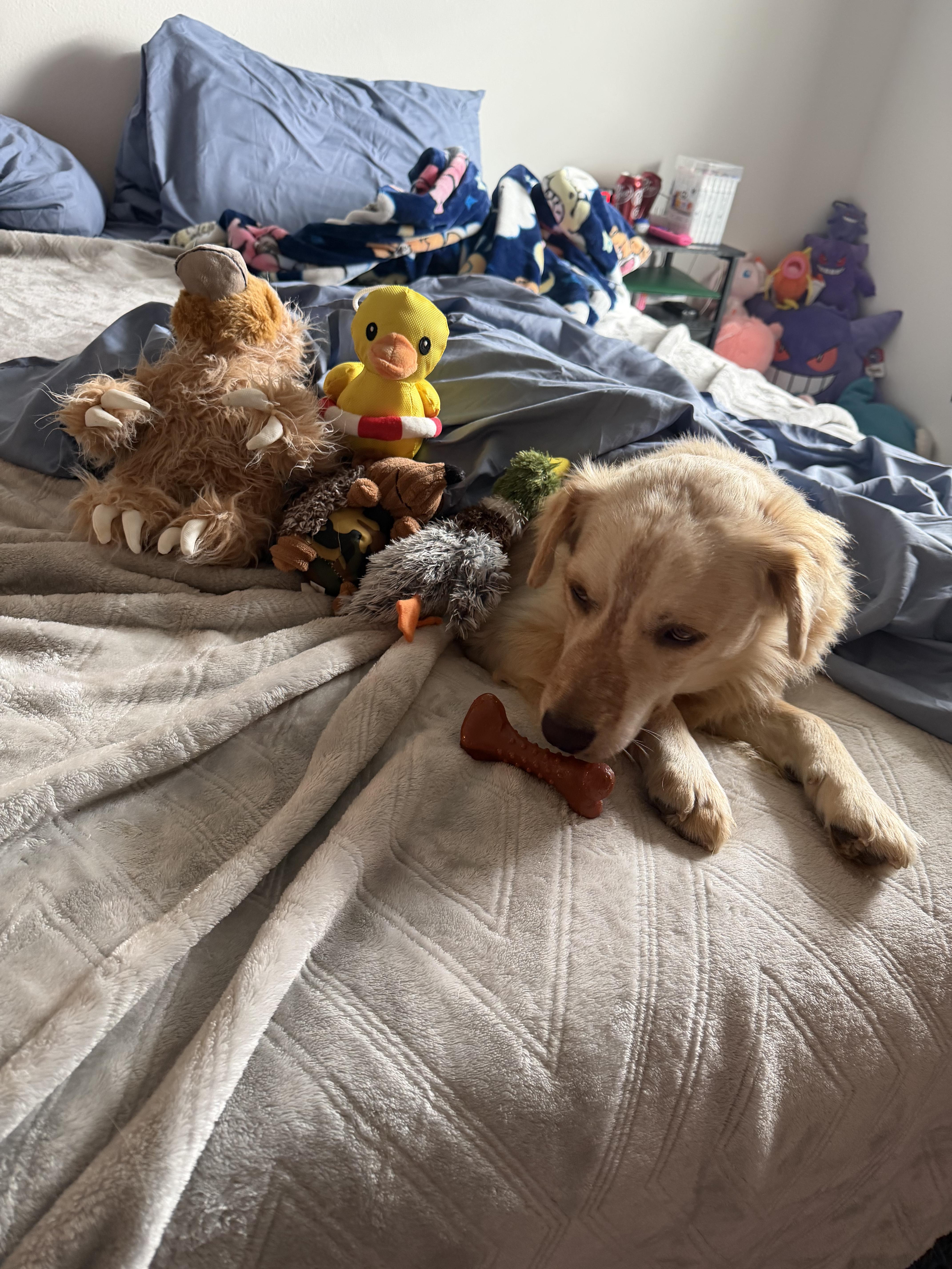 Enlarge Rugby, an adopted mixed breed in Kentville, NS image 5/6