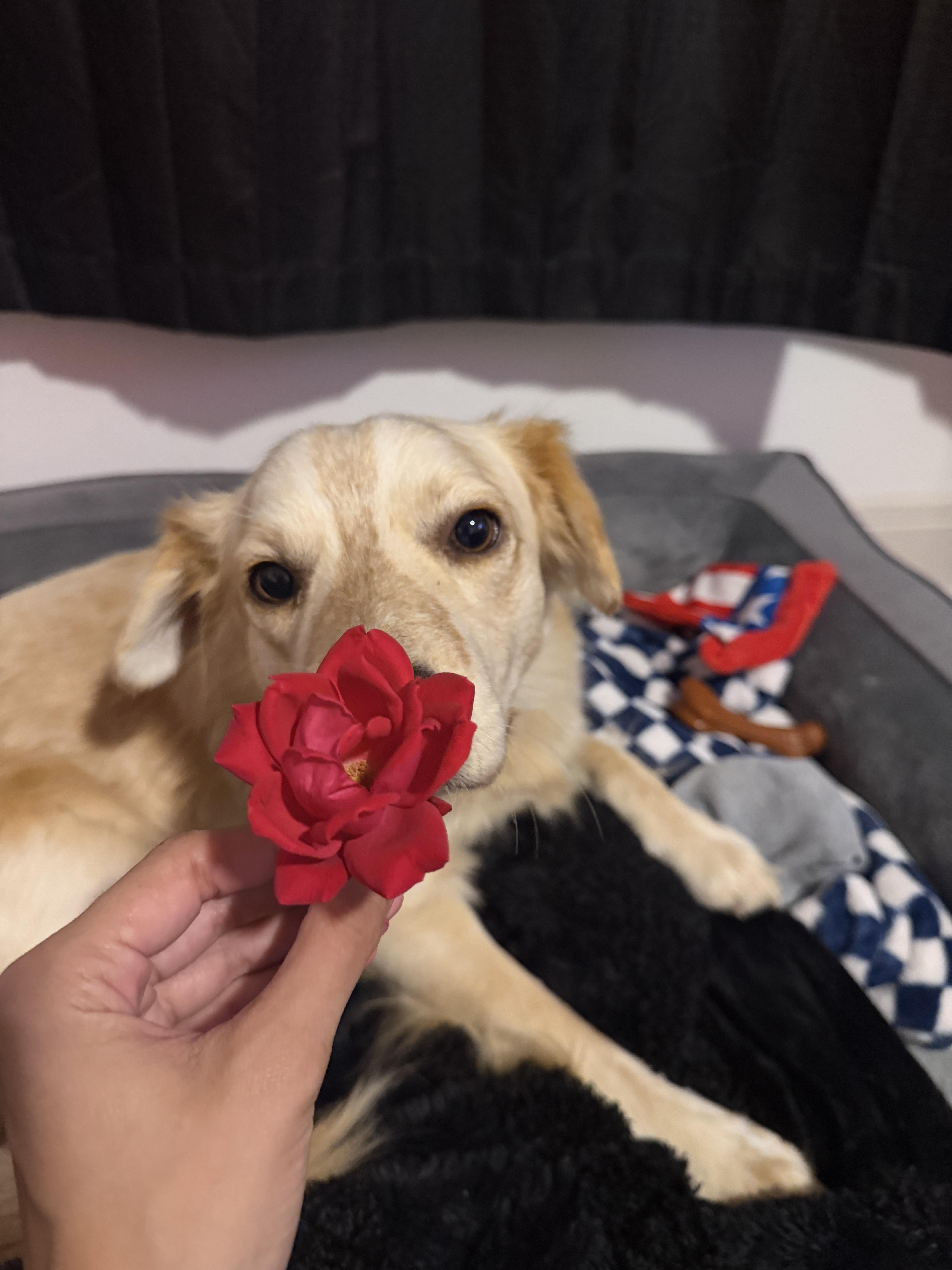 Enlarge Rugby, an adopted mixed breed in Kentville, NS image 4/6