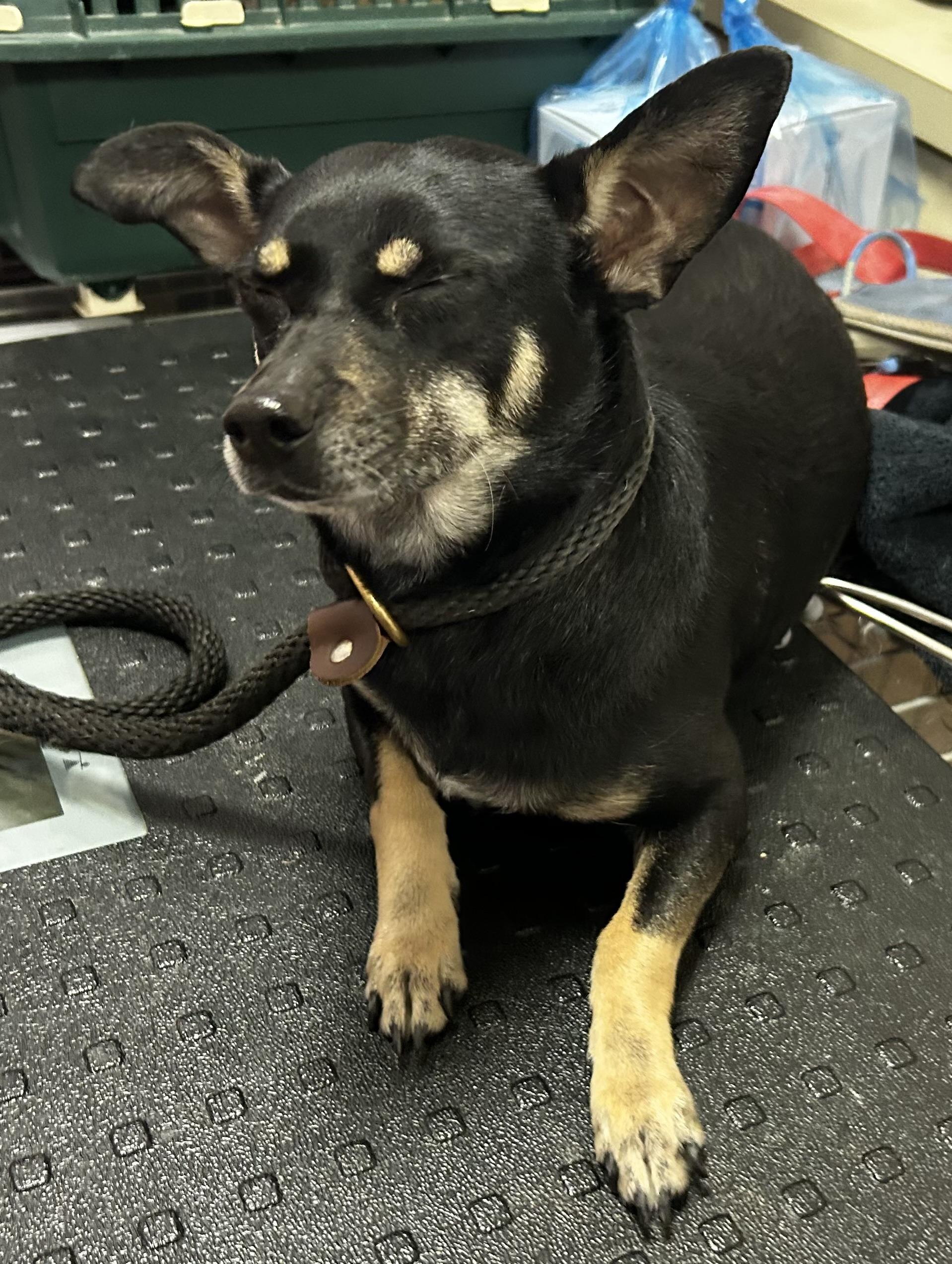 Enlarge Della , an adopted mixed breed in Oak Ridge, NJ image 2/5