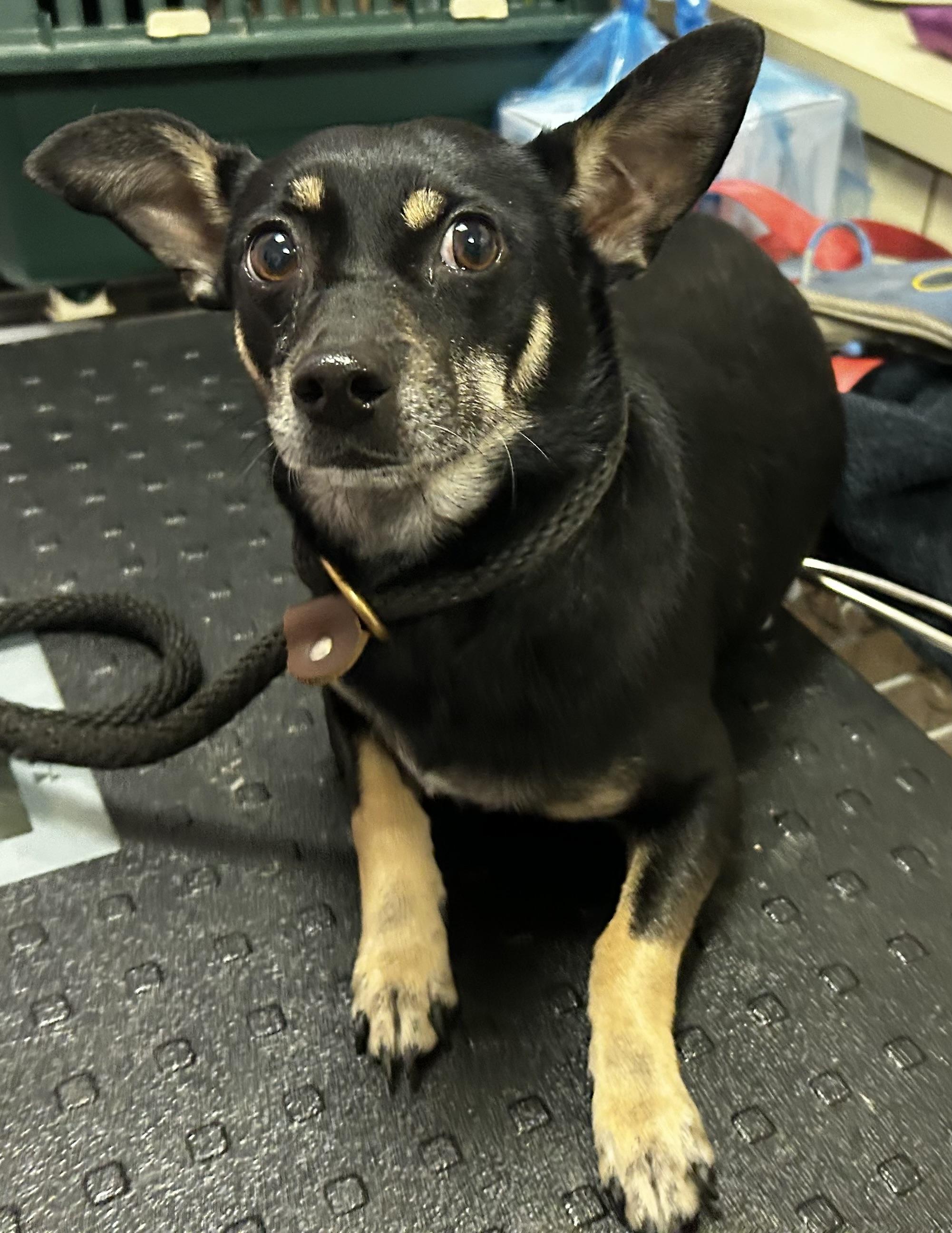 Della , adopted, Adult Female Miniature Dachshund & Miniature Pinscher.