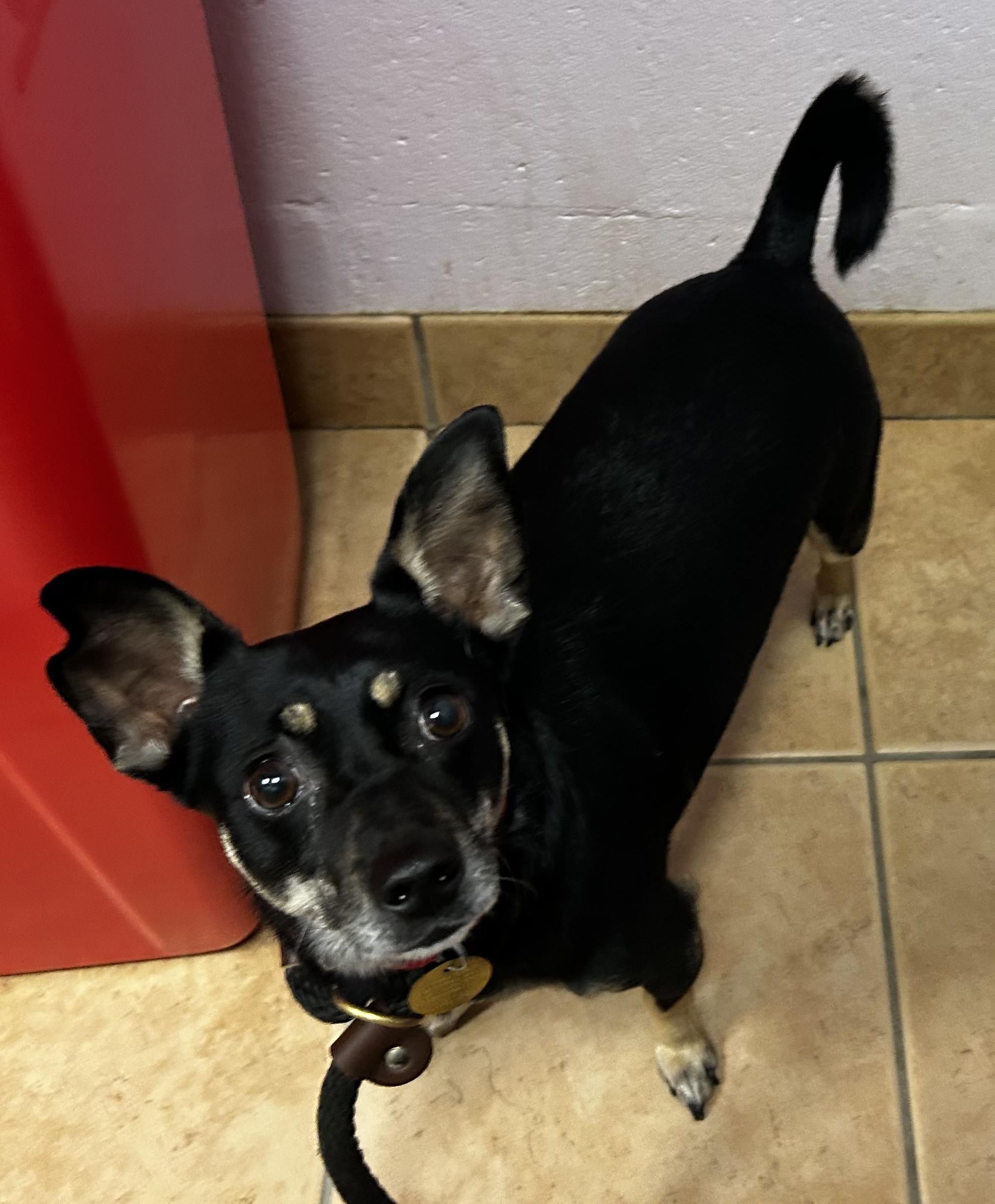 Enlarge Della , an adopted mixed breed in Oak Ridge, NJ image 3/5