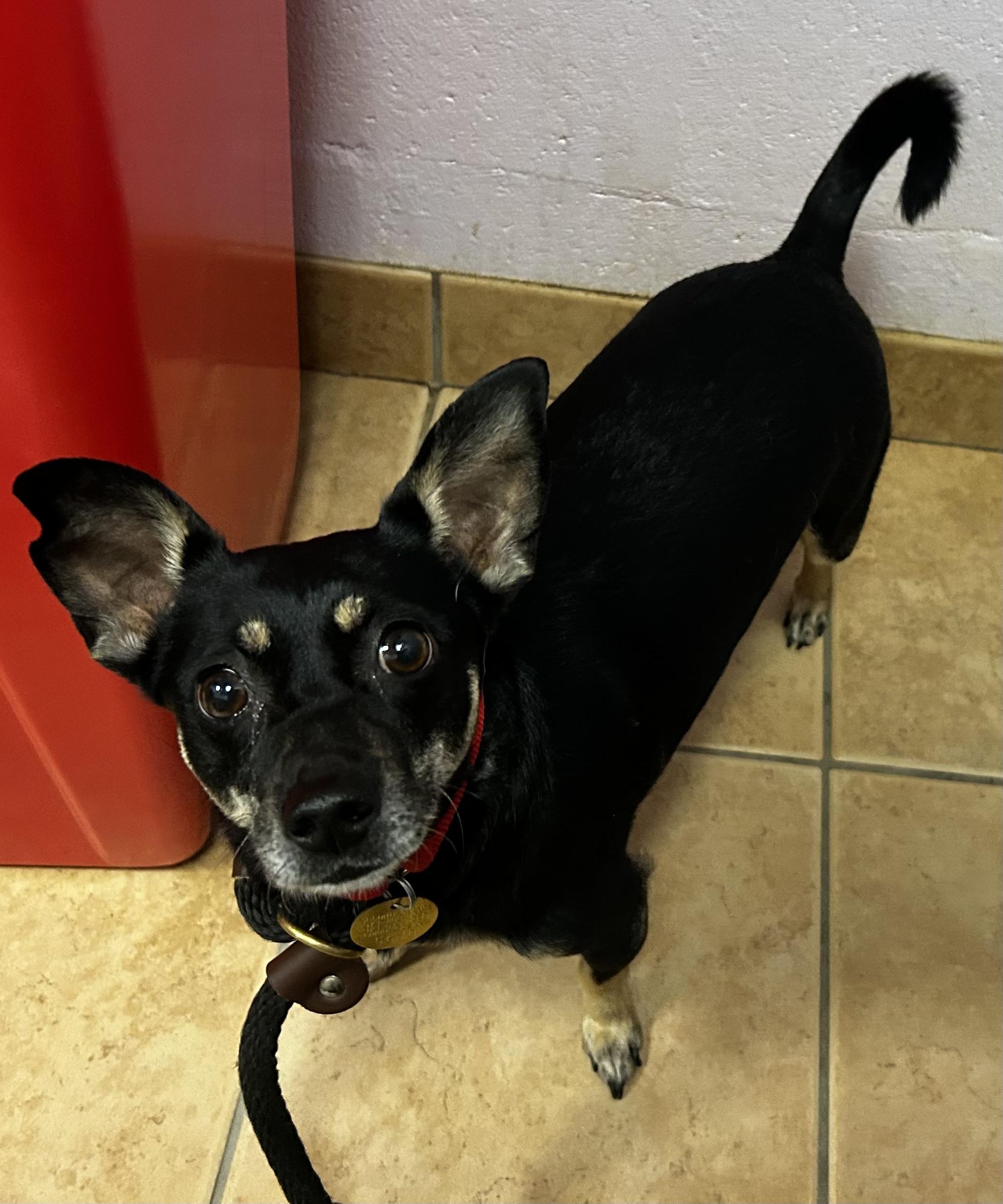 Enlarge Della , an adopted mixed breed in Oak Ridge, NJ image 4/5