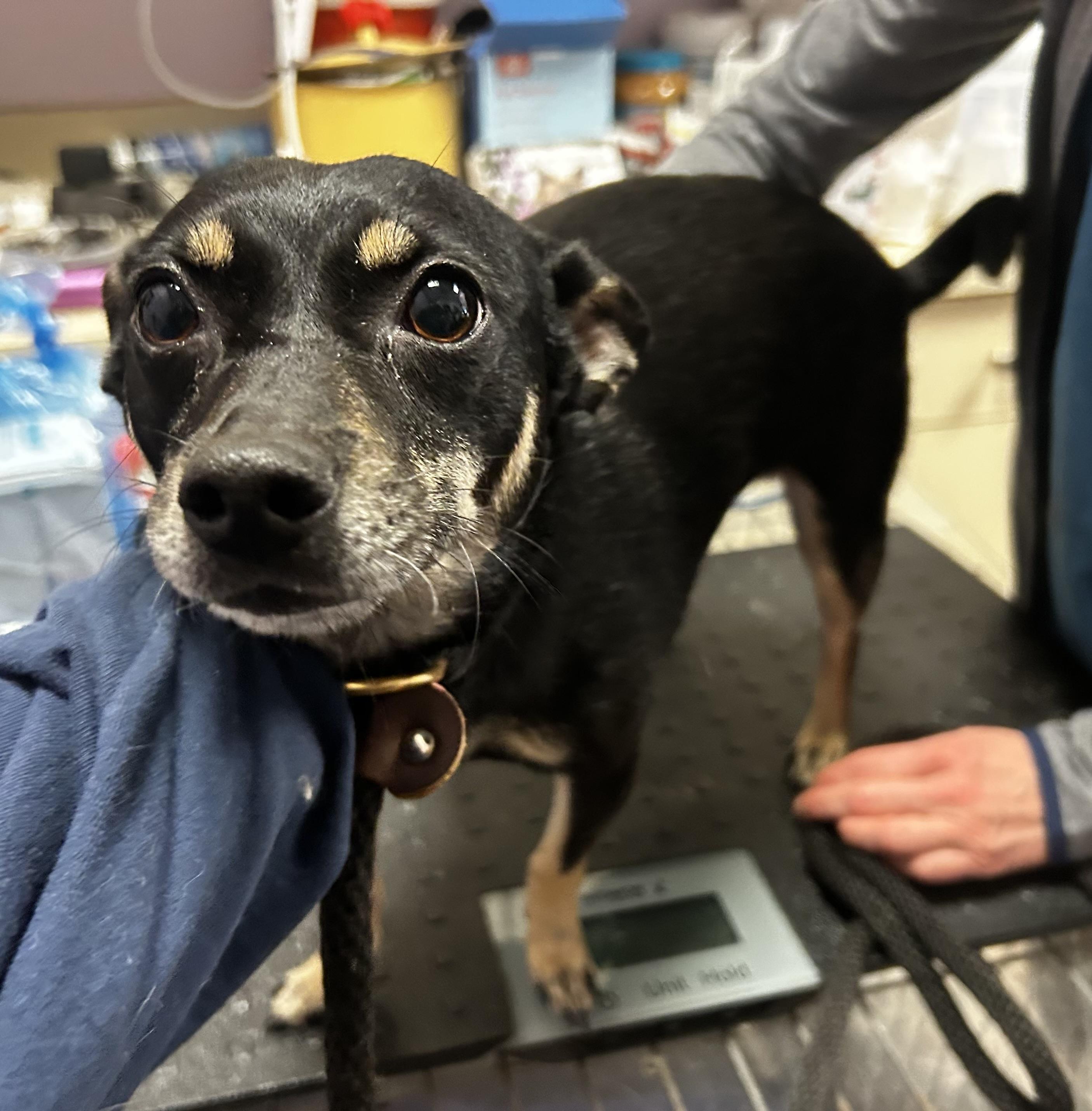 Enlarge Della , an adopted mixed breed in Oak Ridge, NJ image 5/5