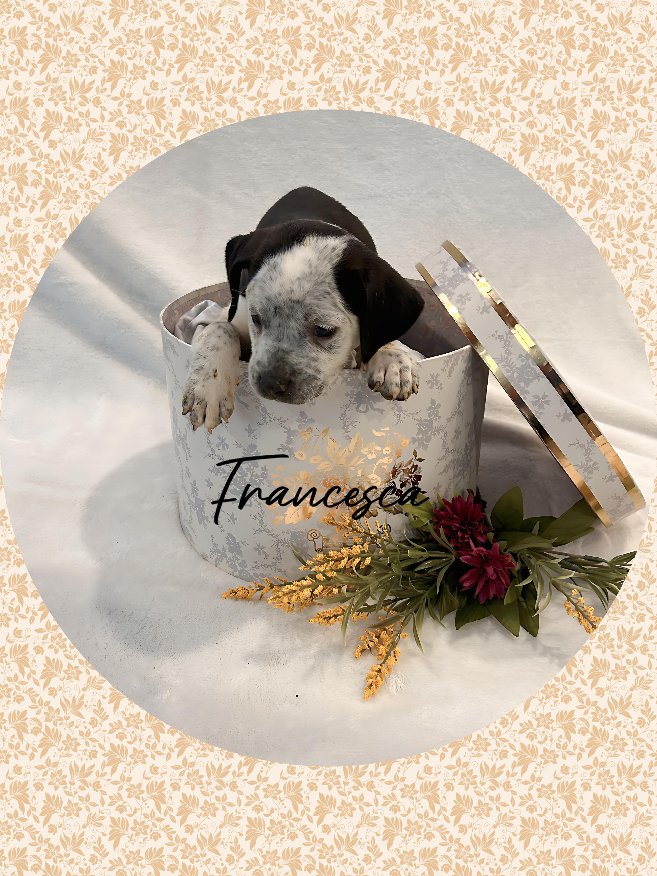 Friendly FRANCESCA