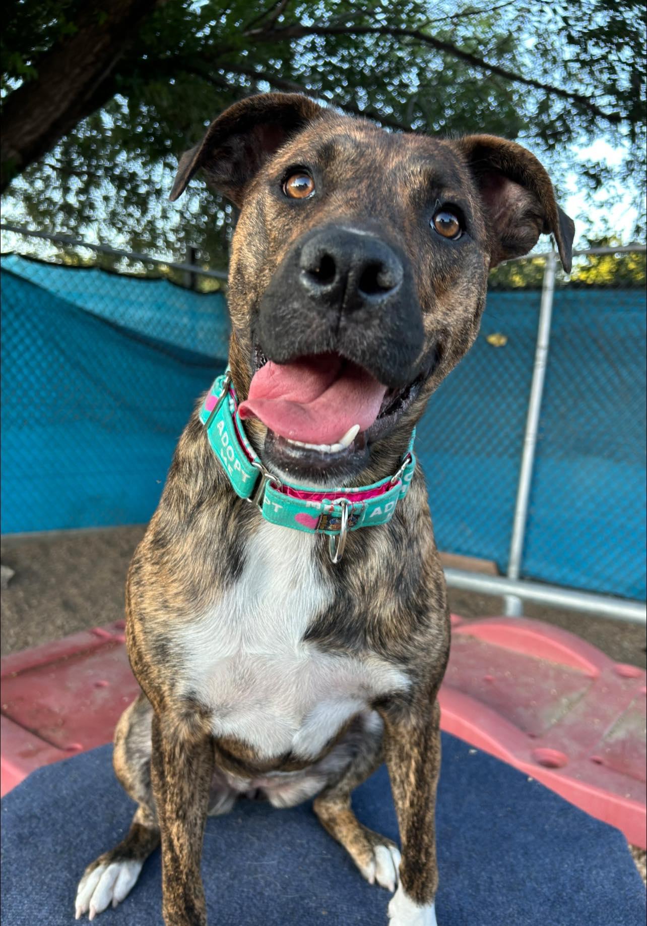 Enlarge Brookie Lynne, a Adoptable mixed breed in Kansas City, MO image 1/6