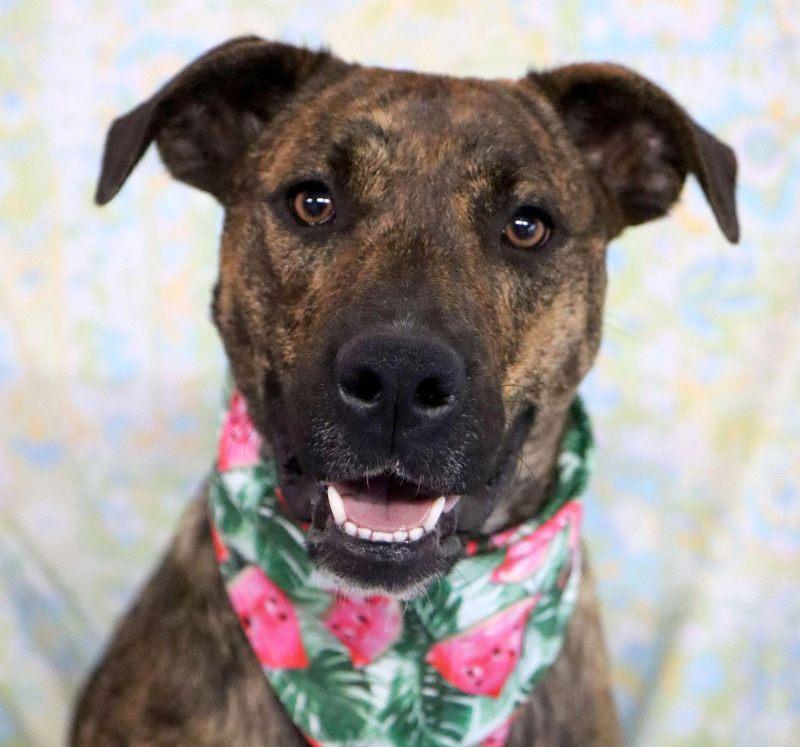 Enlarge Brookie Lynne, a Adoptable mixed breed in Kansas City, MO image 2/6