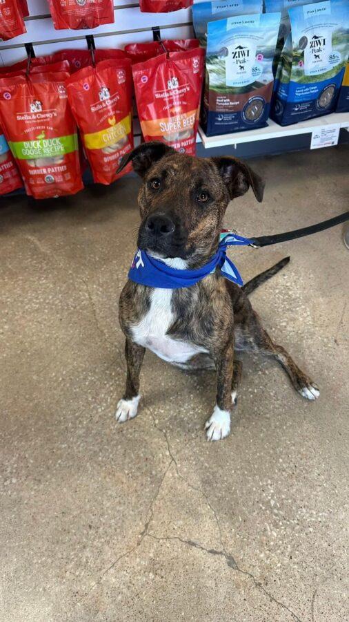 Enlarge Brookie Lynne, a Adoptable mixed breed in Kansas City, MO image 3/6