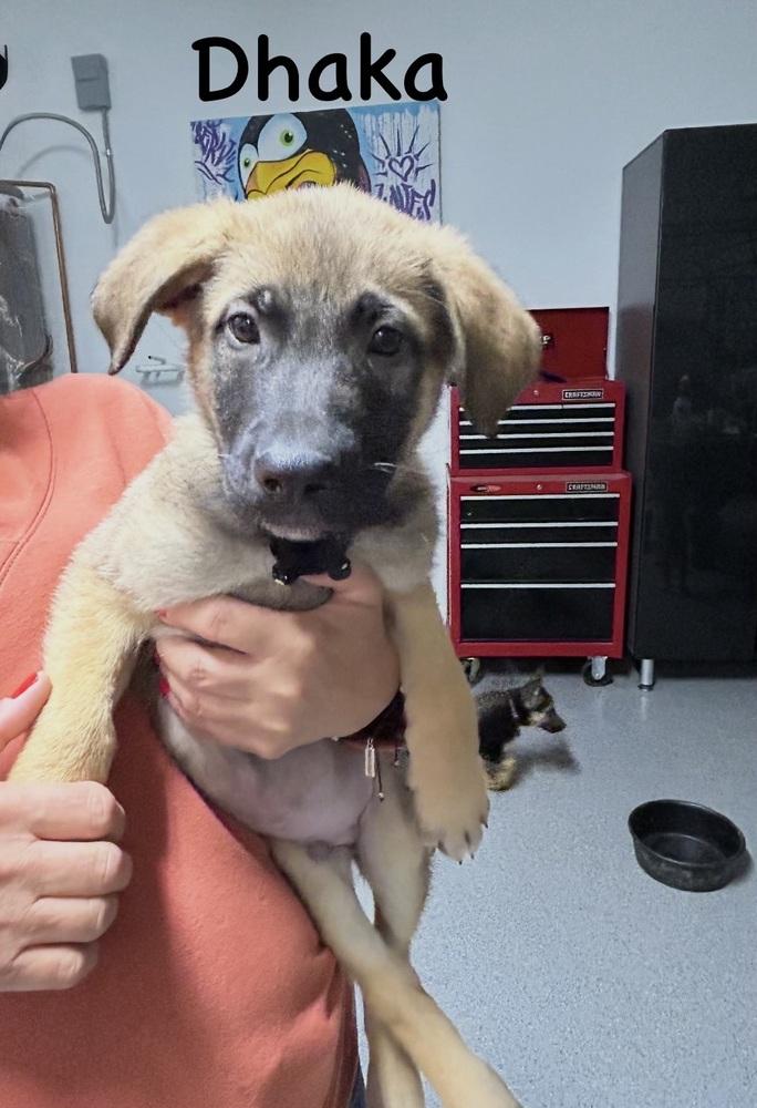 Worldwide Woofs Litter - Dhaka located in Arizona — thumbnail 2