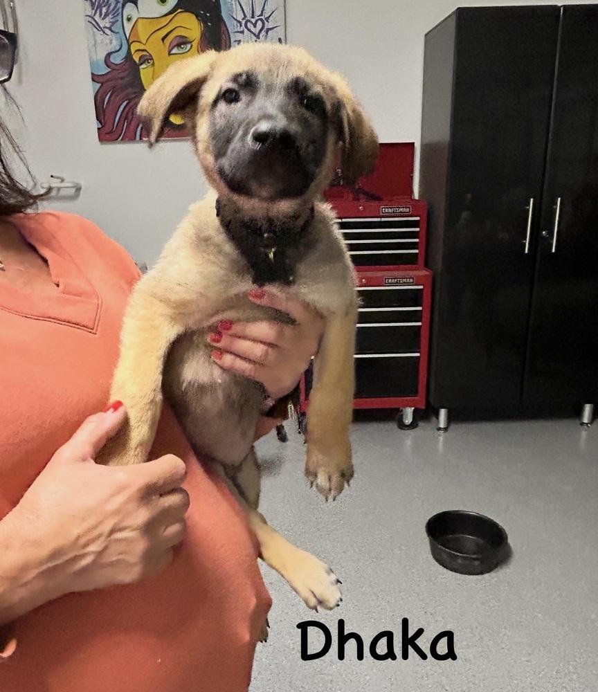 Worldwide Woofs Litter - Dhaka located in Arizona — thumbnail 5