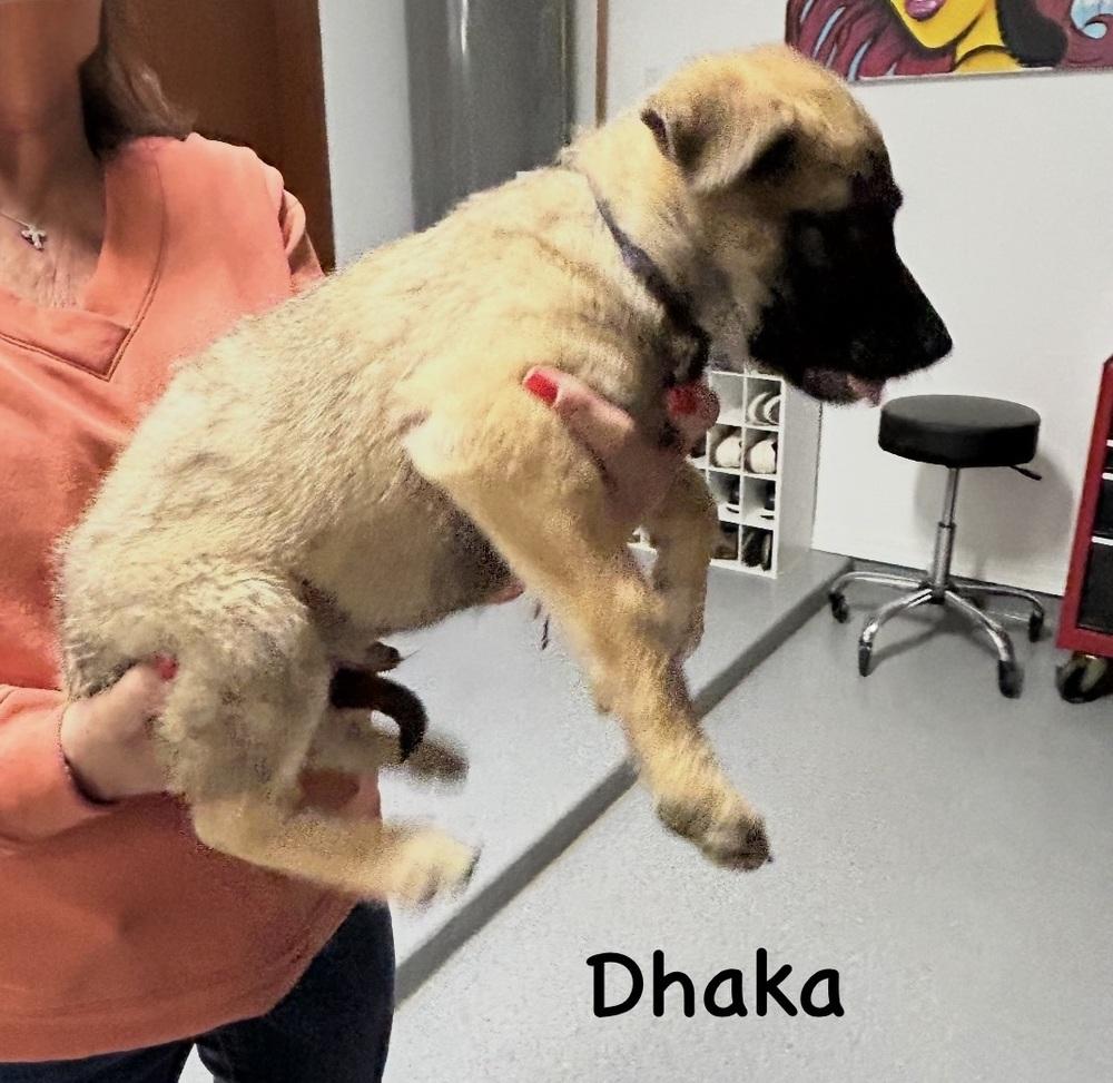 Worldwide Woofs Litter - Dhaka located in Arizona — thumbnail 6