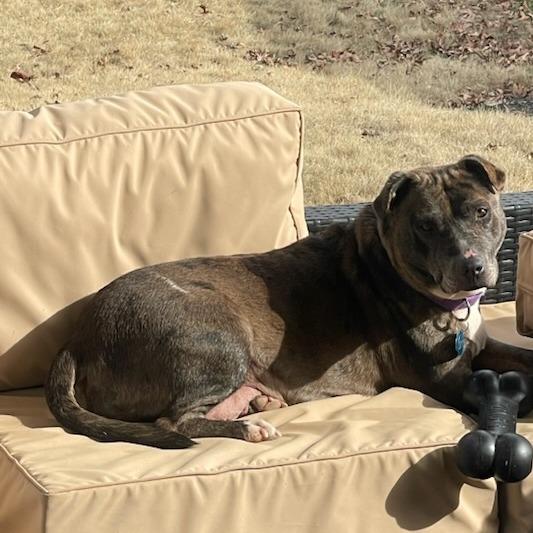 Sky, Adoptable, Adult Female Catahoula Leopard Dog.