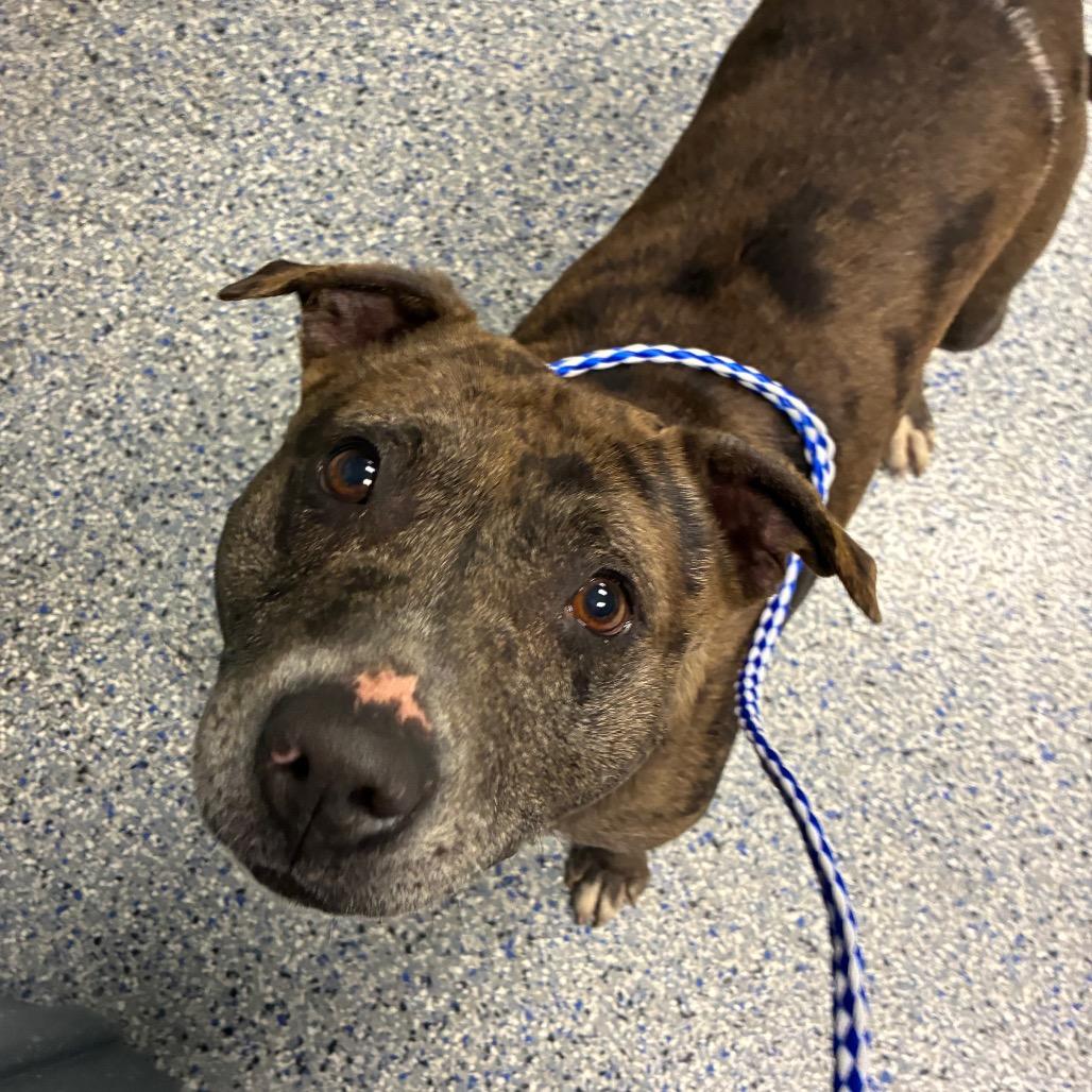 Sky, Adoptable, Adult Female Catahoula Leopard Dog.