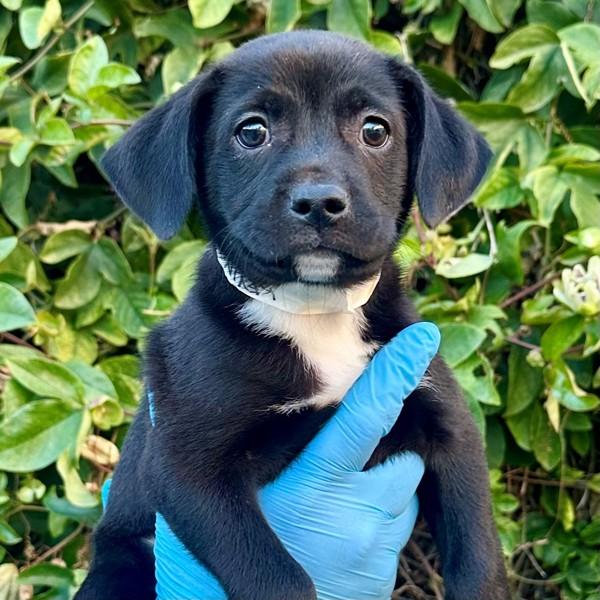 Enlarge Kevin, a Adoptable mixed breed in Walnut Creek, CA image 1/1