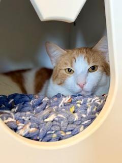Enlarge Peewee, a ADOPTABLE Domestic Short Hair in Winter Haven, FL image 2/2