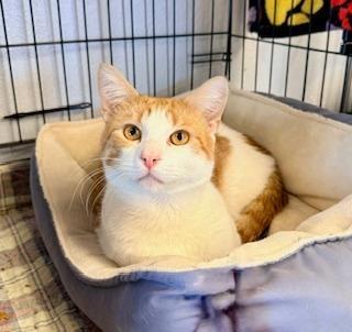 Peewee, ADOPTABLE, Adult Male Domestic Short Hair.
