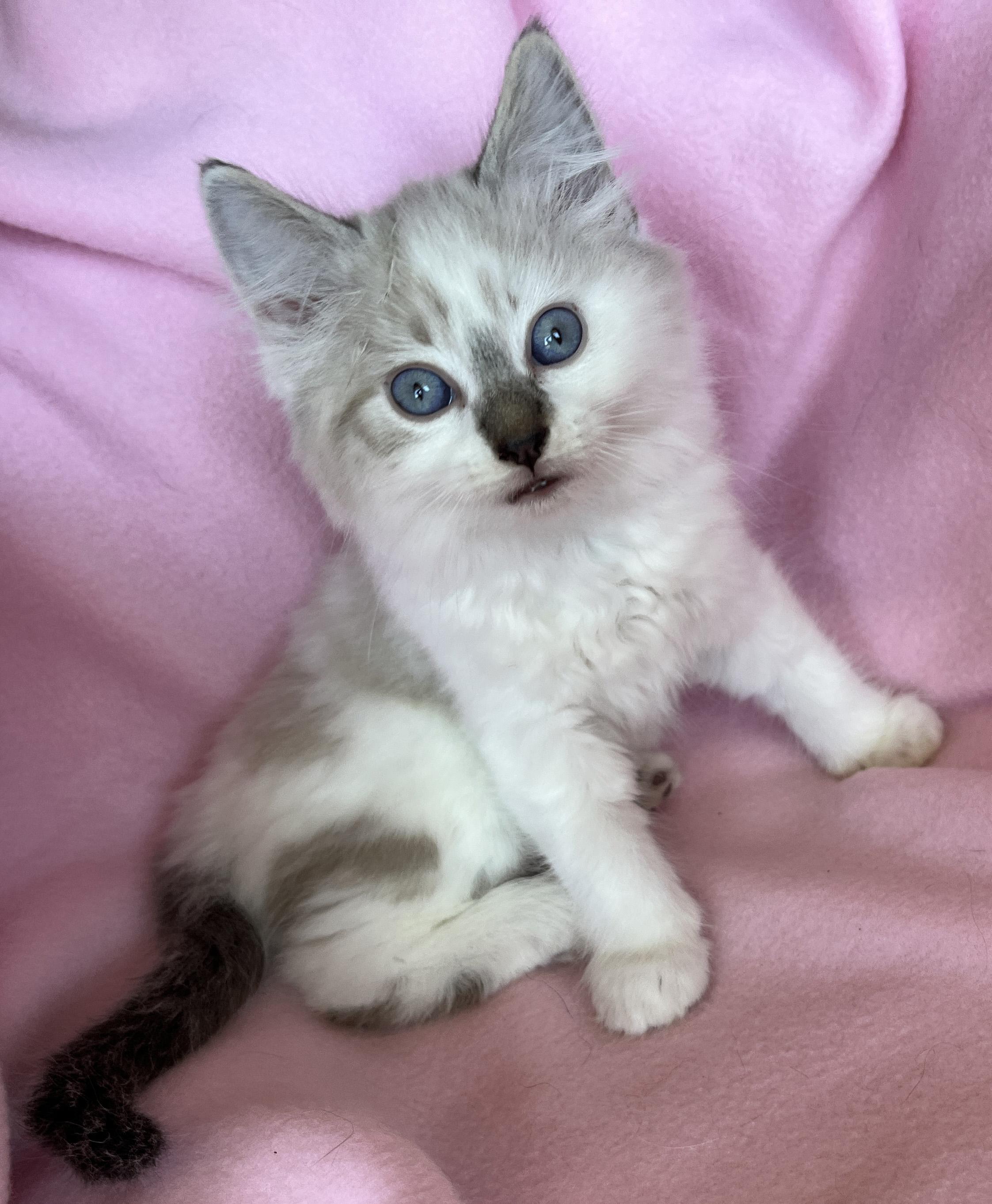 Uno (siamese), ADOPTABLE, Kitten Male Siamese & Domestic Medium Hair.