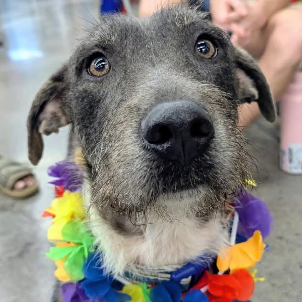 Enlarge Murphy, a Adoptable Mixed Breed in Volcano, HI image 1/6