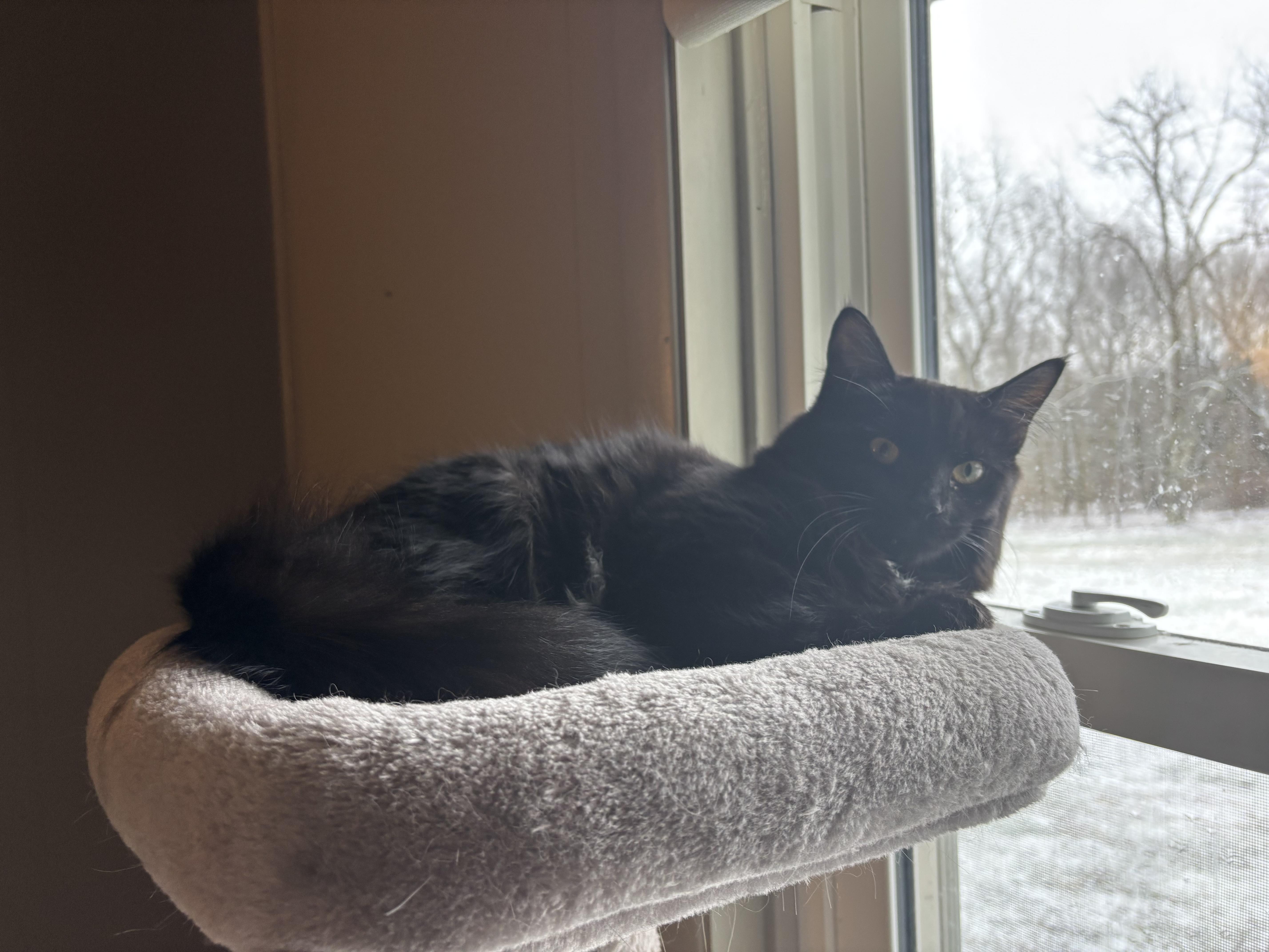 Enlarge Dottie, a Adoptable Domestic Medium Hair in Brookville, PA image 3/3