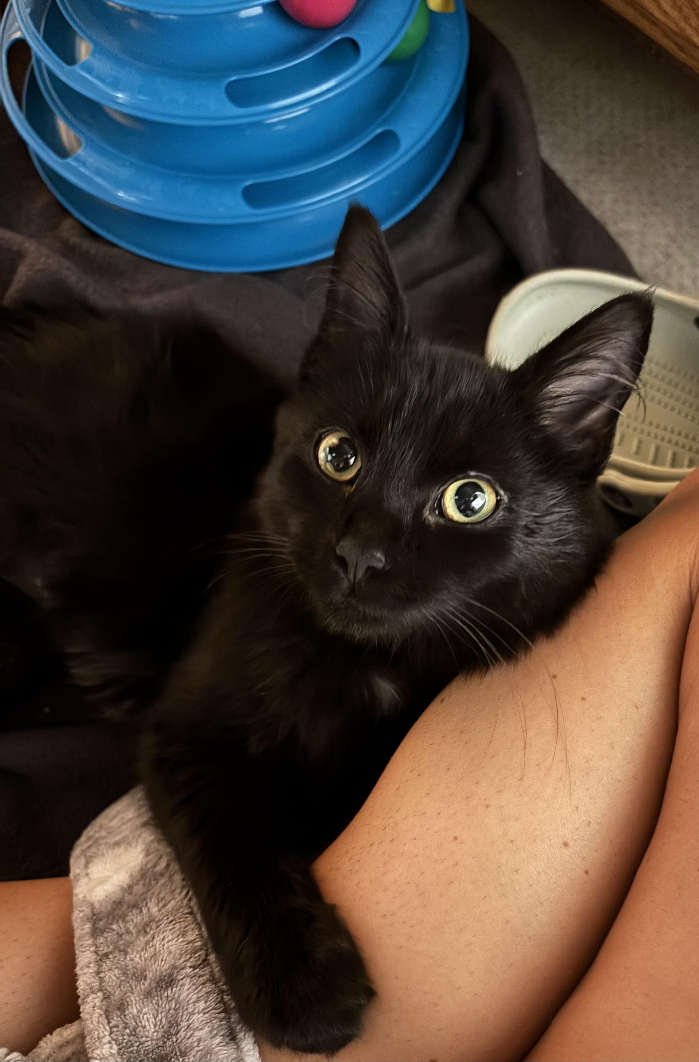 Enlarge Dottie, a Adoptable Domestic Medium Hair in Brookville, PA image 2/2