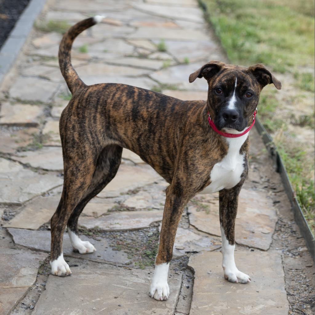 Rose, an adoptable Mixed Breed in Cape Girardeau, MO_image-1