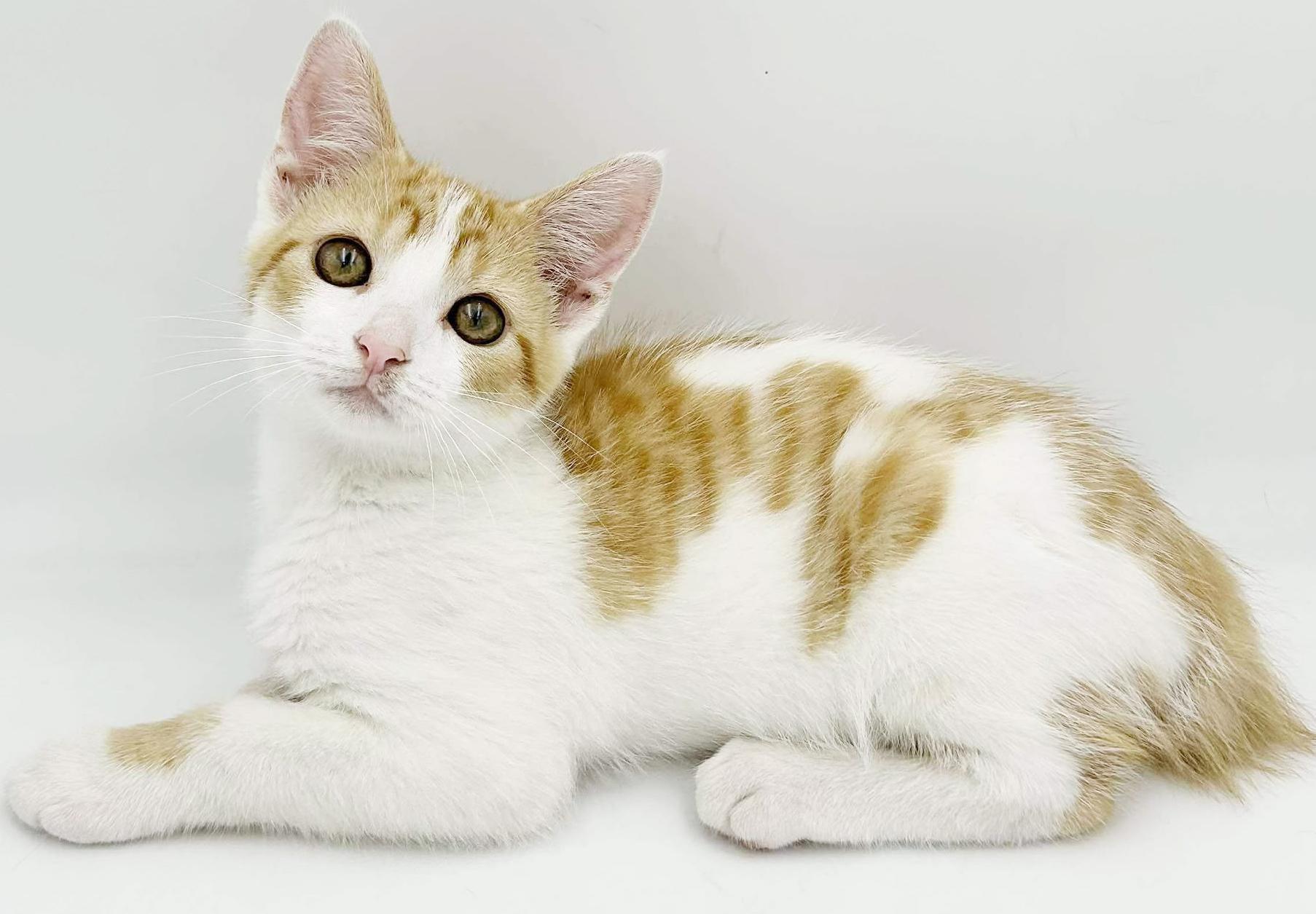 American Bobtail Cat Adoption: Ultimate Guide to Loving Pets