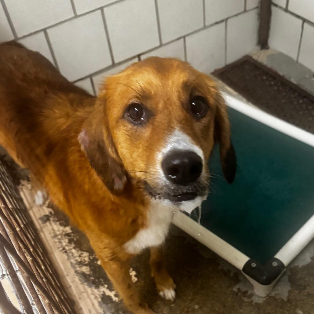 Ellie, Adoptable, Adult Female Shepherd.