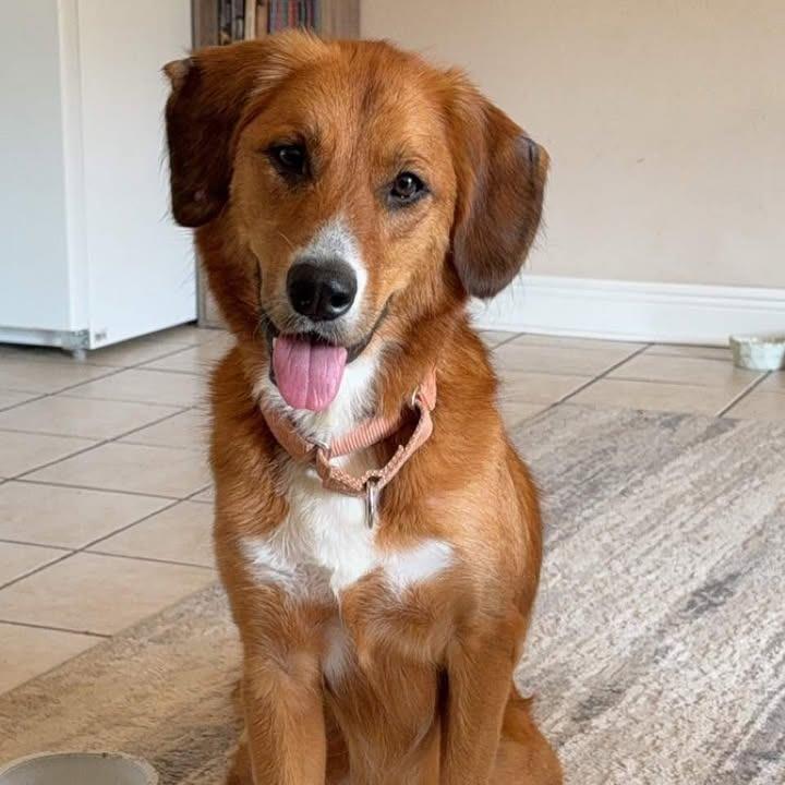 Enlarge Ellie, a Adoptable mixed breed in Starkville, MS image 2/6