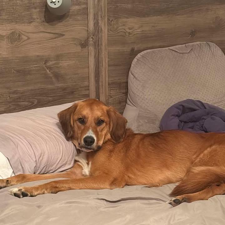 Enlarge Ellie, a Adoptable mixed breed in Starkville, MS image 3/6