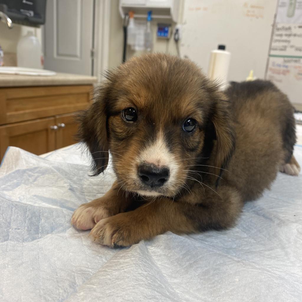 Enlarge Ellie, a Adoptable mixed breed in Starkville, MS image 4/6