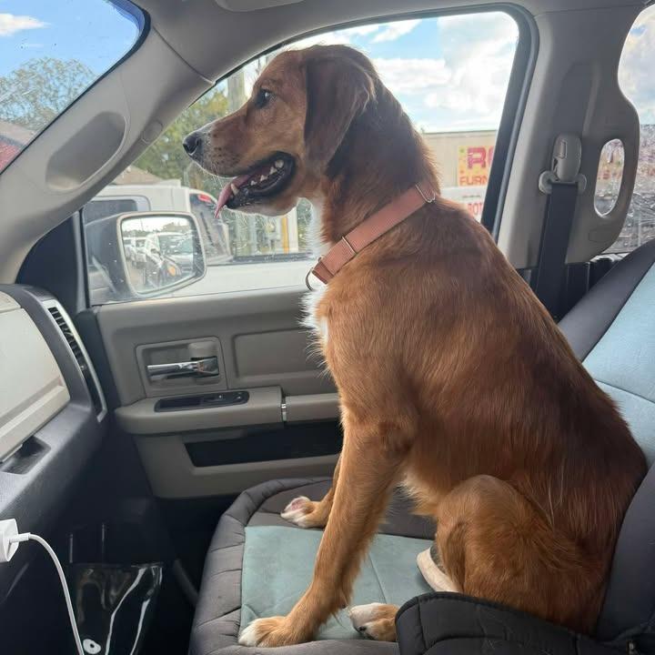 Enlarge Ellie, a Adoptable mixed breed in Starkville, MS image 6/6