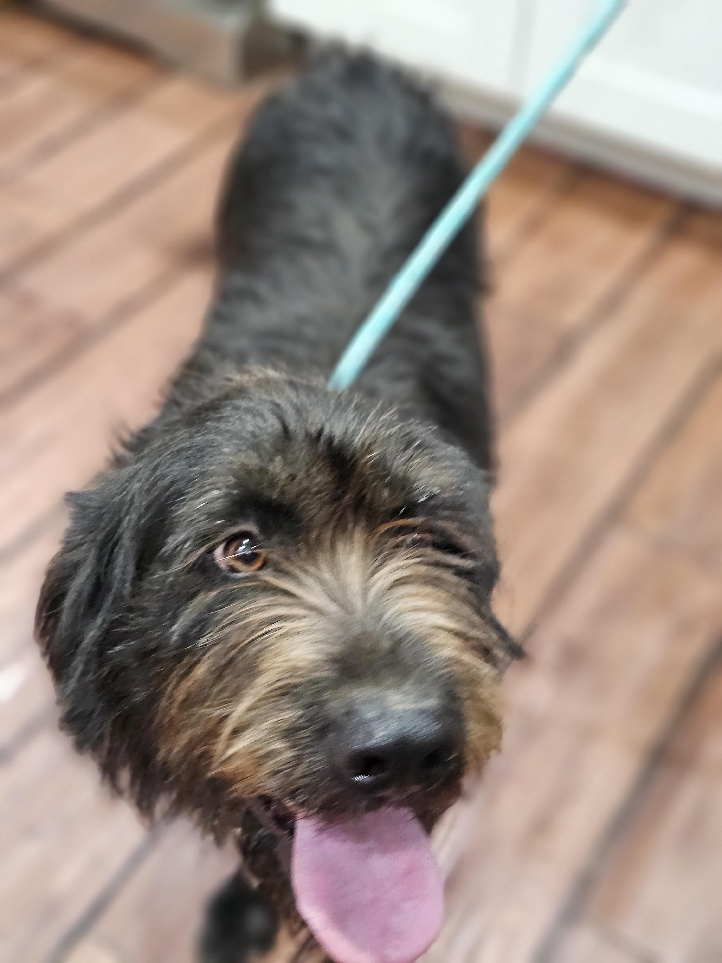 Albert Springfield, an adoptable Labradoodle, Aussiedoodle in Springfield , IL, 62711 | Photo Image 3