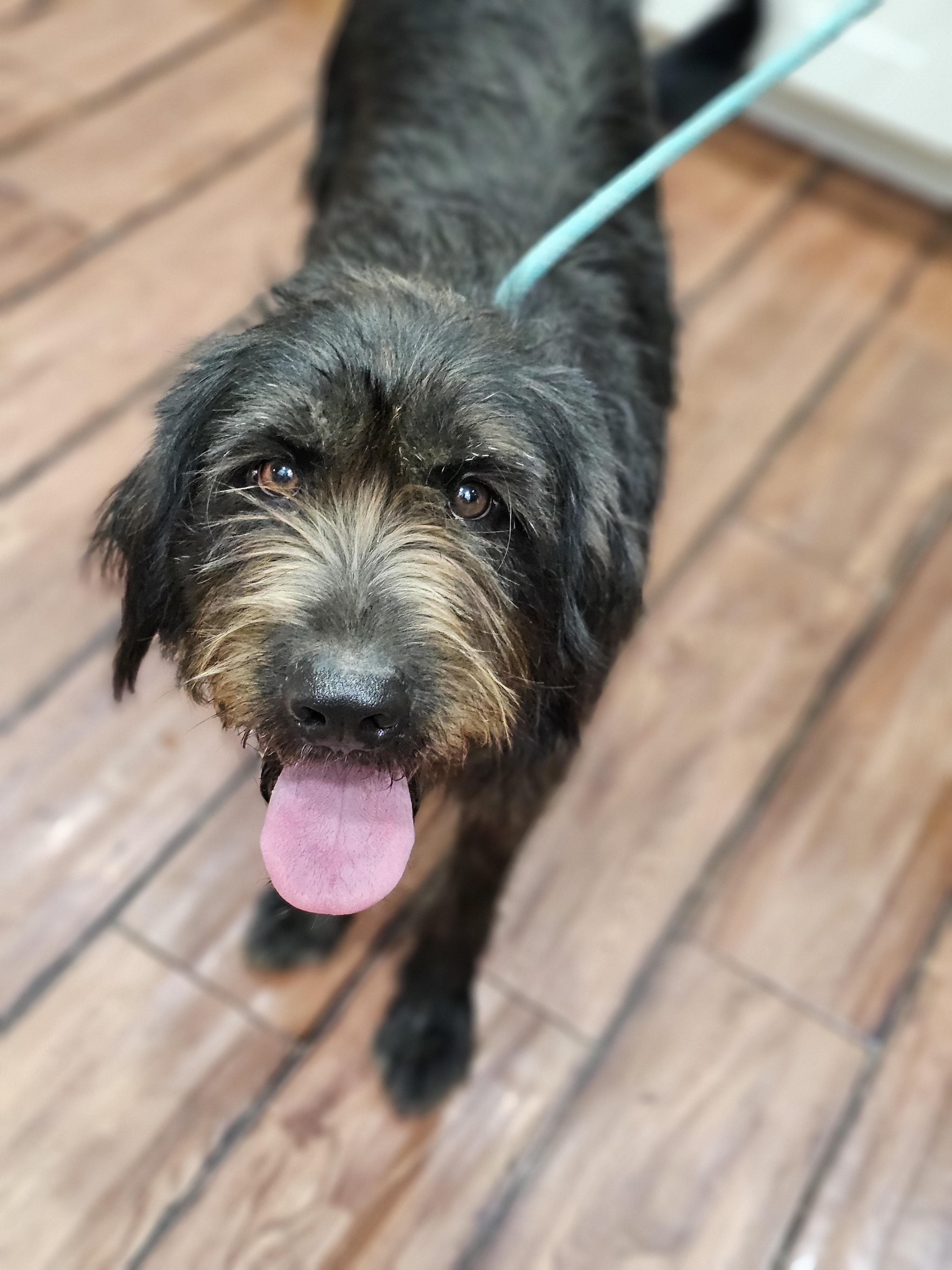 Albert Springfield, an adoptable Labradoodle, Aussiedoodle in Springfield , IL, 62711 | Photo Image 2